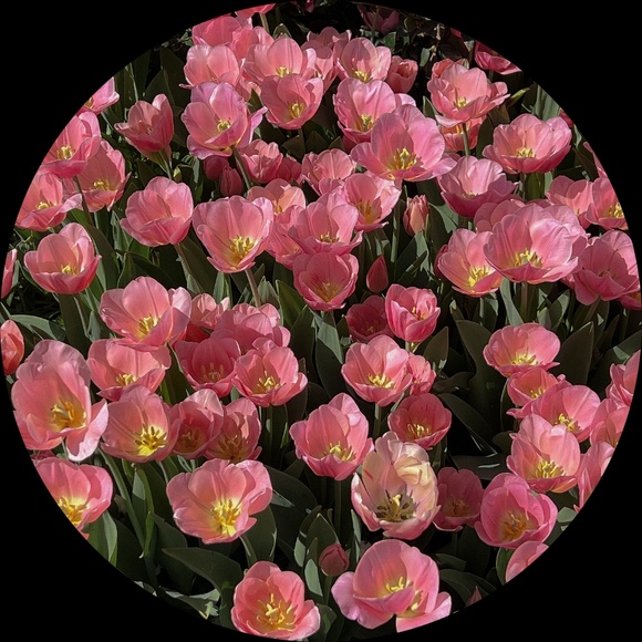 Meet your Posher, Isabelle - Picture 1 of 1